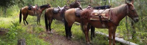 TrailHorses