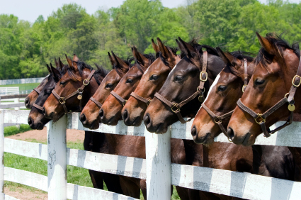 Horseback riding Smoky Mountains