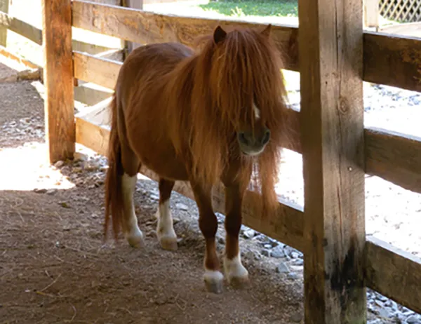 miniature horse