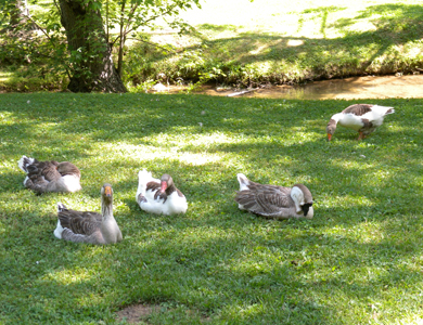 geese sitting in the grass